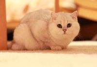 Лот: 10791760. Фото: 6. Продам британского кота