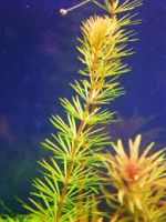 Лот: 4977332. Фото: 2. Ротала Бангладеш (Rotala sp... Аквариумистика