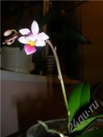 Лот: 730229. Фото: 2. Phalaenopsis equestris. Комнатные растения и уход