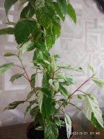 Лот: 17627614. Фото: 7. Пестролистный гибискус Купера