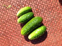 Лот: 8178106. Фото: 6. Огурцы экологически чистые со...