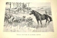 Лот: 20058171. Фото: 14. А.Бонсёр. Звезда Альбиона.* 1913...