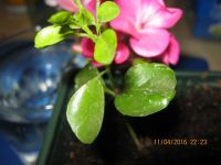 Лот: 7308818. Фото: 6. муррайя №10