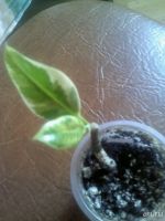 Лот: 9578156. Фото: 2. фикус тинеке 1. Комнатные растения и уход