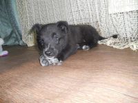 Лот: 1999381. Фото: 2. Боня - лучшая собака) Обработана... Животные и уход