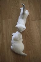 Лот: 11162045. Фото: 4. Британские котята - девочка и... Красноярск