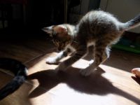 Лот: 11562422. Фото: 6. Отдам котят в хорошие руки