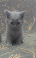 Лот: 5570165. Фото: 3. Шотландские вислоухие плюшевые... Растения и животные