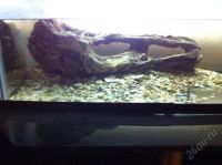 Лот: 3394000. Фото: 2. аквариум с крышкой. Аквариумистика