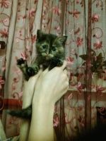 Лот: 3834738. Фото: 3. кошечка в хорошие руки. Растения и животные
