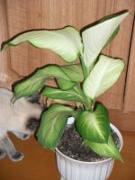 Лот: 9975684. Фото: 2. Диффенбахия (Dieffenbachia Saeng... Комнатные растения и уход