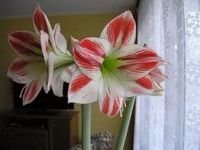 Лот: 7966861. Фото: 2. Амарилис (Гиппеаструм). Комнатные растения и уход