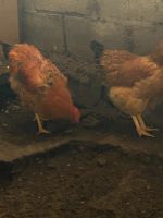 Лот: 20994174. Фото: 2. Домашние куры. Продукты