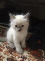 Лот: 10212173. Фото: 2. Котята невские маскарадные. Животные и уход