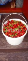 Лот: 25289765. Фото: 14. 4-комн. дом , посёлок Снежница...