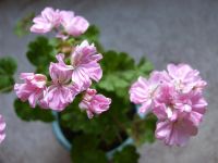 Лот: 4454670. Фото: 3. Пеларгония Jackpot Wild Rose... Растения и животные