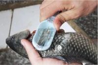 Лот: 4095452. Фото: 2. Нож для чистки рыбы Новый. Посуда, кухонная утварь