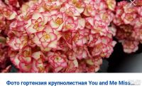 Лот: 16080355. Фото: 3. Гортензия крупнолистная. Для дачи, дома, огорода, бани, парка