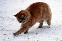 Лот: 15075828. Фото: 2. Пушистый рыженький котик ищет... Животные и уход
