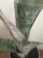 Лот: 18068882. Фото: 4. Эхмея полосатая (Aechmea fasciata... Красноярск