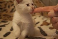 Лот: 2898812. Фото: 2. Белый красивый кот. Животные и уход