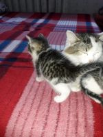 Лот: 11958011. Фото: 4. Котят от додим даром. Красноярск