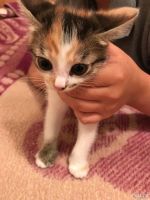 Лот: 10299636. Фото: 6. Котята