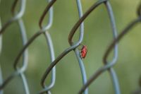 Лот: 18383286. Фото: 5. Сетка для заборов и ограждений...