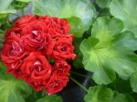 Лот: 12585748. Фото: 2. Пеларгония 'Summer Rose Tina... Комнатные растения и уход