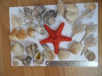 Лот: 7520189. Фото: 3. Одним лотом ракушки 26шт, морская... Растения и животные