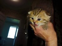 Лот: 20535463. Фото: 3. Котята шотландские вислоухие. Растения и животные
