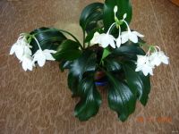 Лот: 13231938. Фото: 2. Амазонская лилия (эухарис) , большая... Комнатные растения и уход