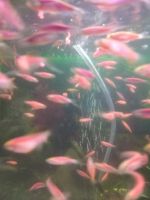 Лот: 20057673. Фото: 2. данио. Аквариумистика