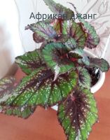 Лот: 18442328. Фото: 5. Бегонии декоративные