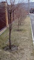 Лот: 11530594. Фото: 11. Лесопитомник "Купцов ручей" предлагает...