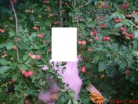 Лот: 2012433. Фото: 4. 10 литровое ведро вкусных ранеток...