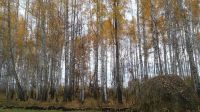 Лот: 9873116. Фото: 3. Лес на корню в Курганской области. Красноярск
