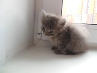 Лот: 3210627. Фото: 3. Срочно подарю котенка Русская... Растения и животные