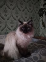 Лот: 12751690. Фото: 3. отдам Кошечку в хорошие руки. Растения и животные