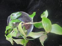 Лот: 13595664. Фото: 2. Хойя Hoya anulata. Комнатные растения и уход