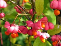 Лот: 6268960. Фото: 3. Бересклет Европейский ( Euonymus... Для дачи, дома, огорода, бани, парка