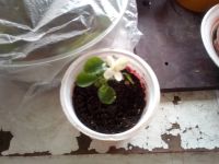 Лот: 15891623. Фото: 2. Муррайя цветет. Комнатные растения и уход