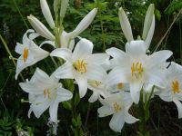 Лот: 25273447. Фото: 2. Сортовые лилии луковицы, предзаказ. Семена, рассада, садовые растения