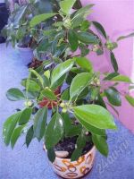 Лот: 399886. Фото: 2. Ficus retusa(фикус притупленный... Комнатные растения и уход