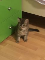 Лот: 11762551. Фото: 5. Котенок в хорошие руки