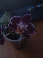 Лот: 6927325. Фото: 2. орхидея фаленопсис мини. Комнатные растения и уход