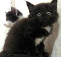 Лот: 11890006. Фото: 3. Отдам двух котят мальчиков бело-черный... Растения и животные