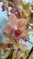 Лот: 18180510. Фото: 6. Орхидея фаленопсис сортовая Сансет...