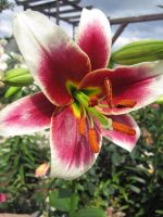 Лот: 11410195. Фото: 4. лилия ОТ огромная и красивая. Красноярск