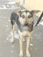 Лот: 4628833. Фото: 2. Соня продолжает ждать любящих... Животные и уход